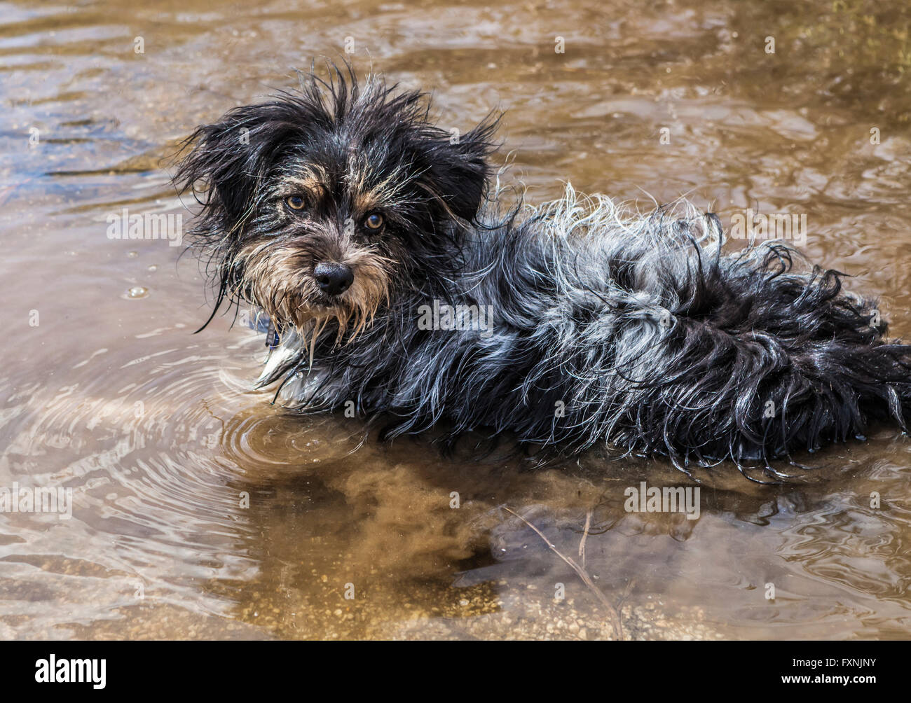 Cute cane giocando in una pozza vicino. Foto Stock