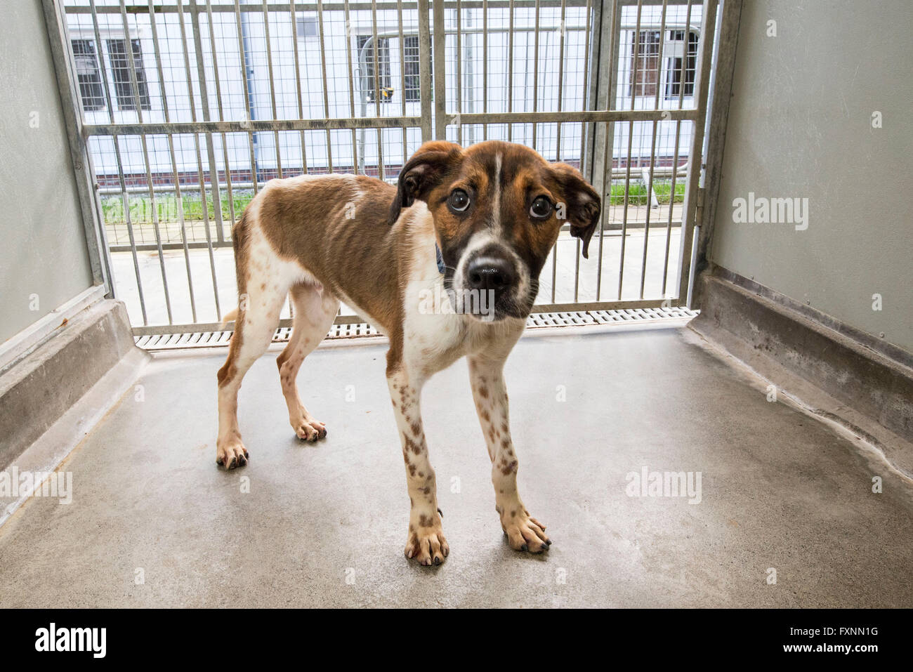 Cane abbandonato nel centro di salvataggio Foto Stock