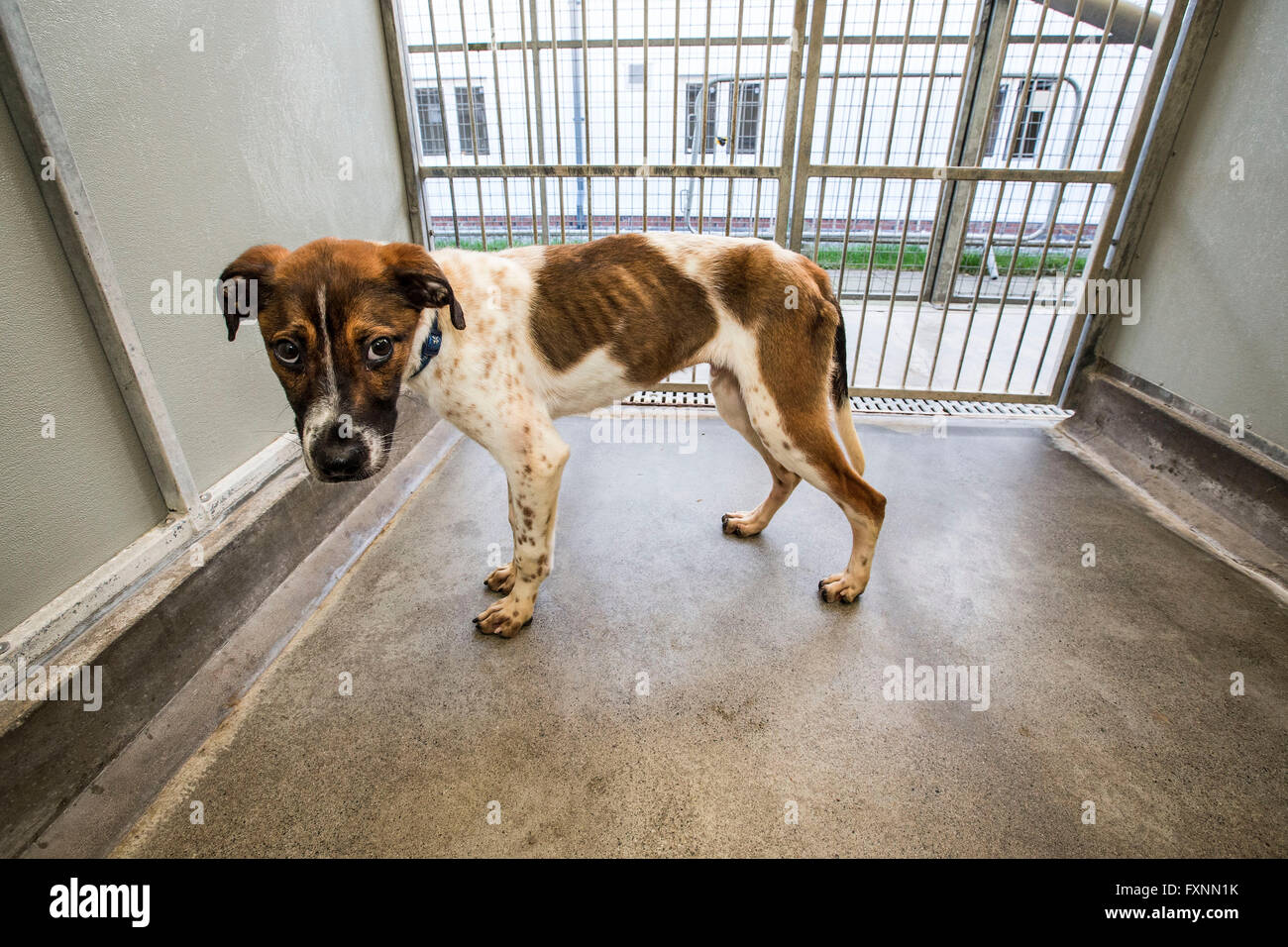 Cane abbandonato nel centro di salvataggio Foto Stock
