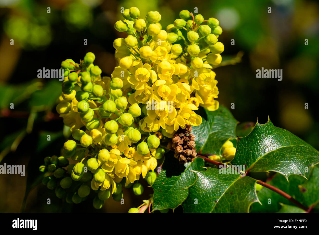 Mahonia aquifolium, Oregon uva, è staring a fiorire con il suo grazioso e colorato, fiori di colore giallo. Foto Stock