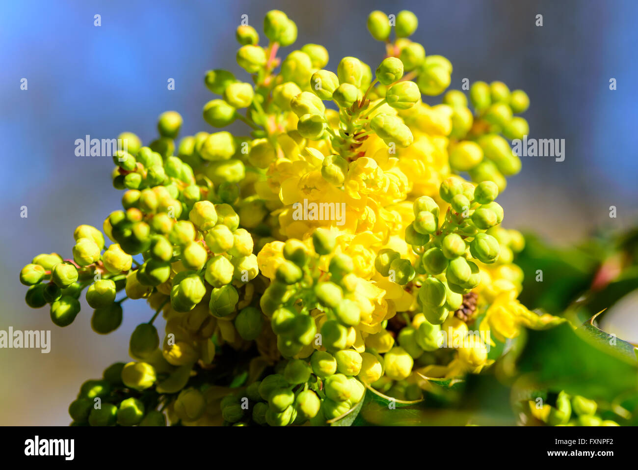 Mahonia aquifolium, Oregon uva, è staring a fiorire con il suo grazioso e colorato, fiori di colore giallo. Foto Stock