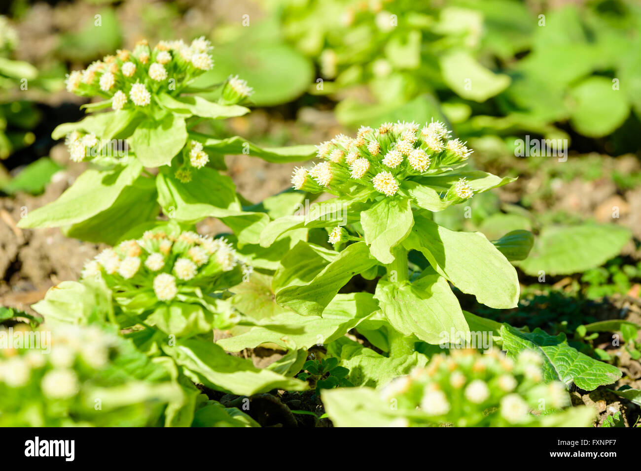 Petasites japonicas, noto anche come fuki, bog rabarbaro, Giapponese coltsfoot dolce o gigante butterbur. Qui si vede in fiore con delic Foto Stock