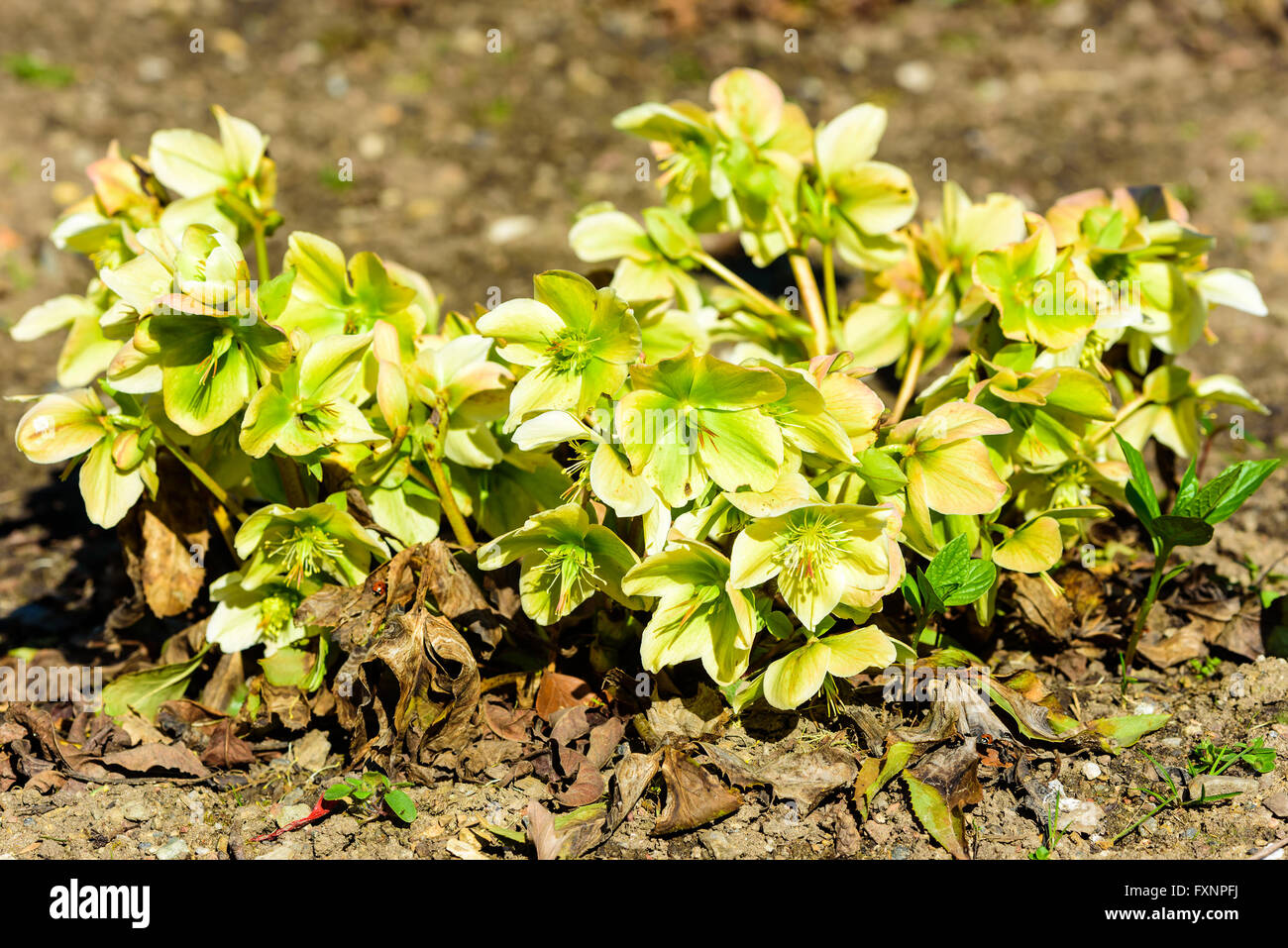 Helleborus niger, la rosa di Natale o il veratro nero, qui visto in primavera in piena fioritura. I fiori sono di colore verde e giallo. Foto Stock