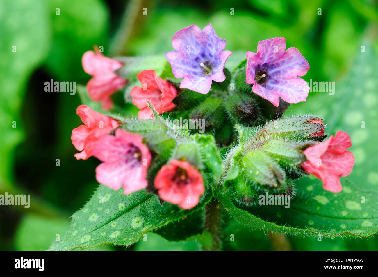 Pulmonaria rubra Boraginaceae Lungwort. Piccola rosa e azzurro fiori. Foto Stock