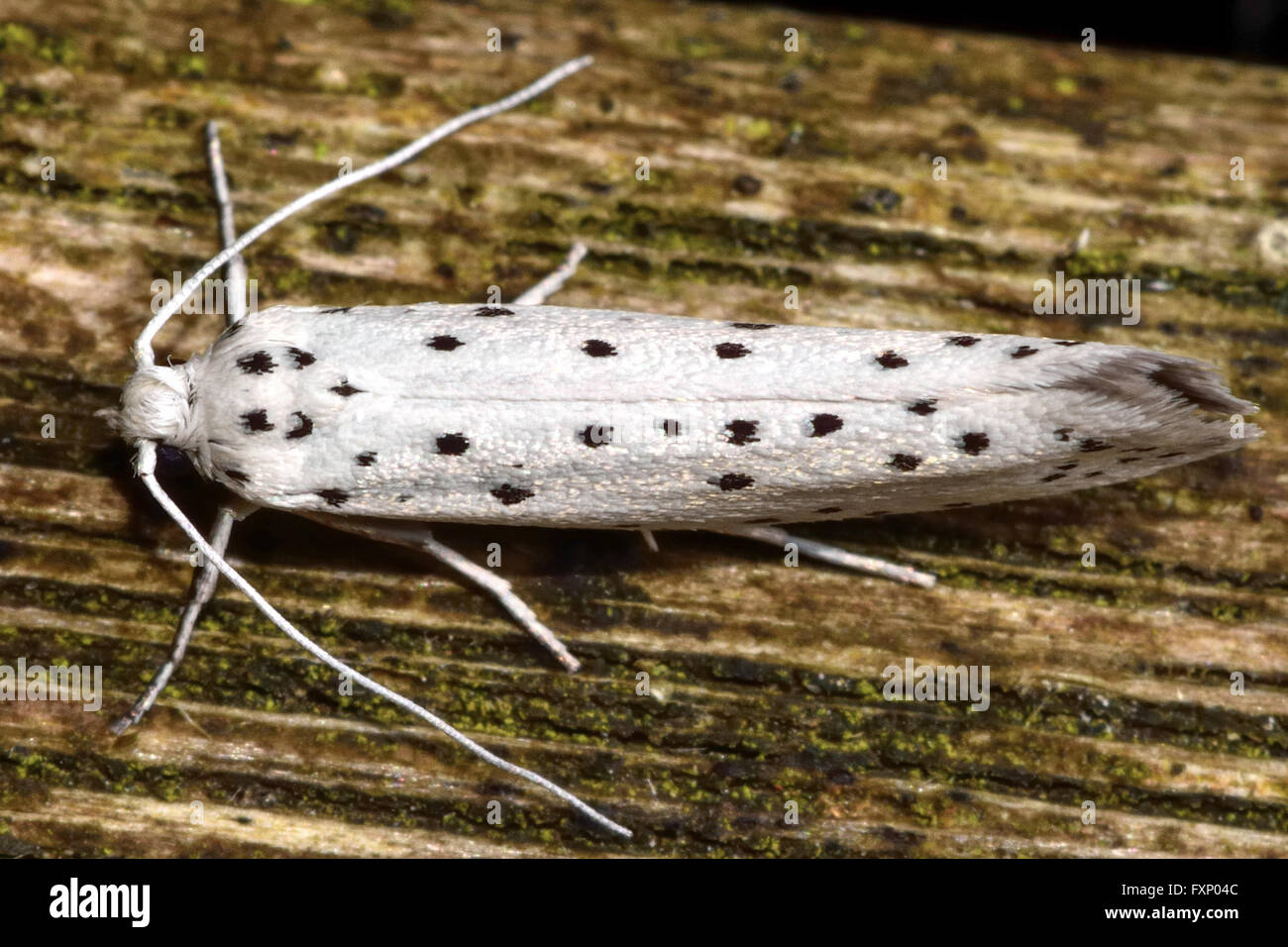 Apple ermellino (Yponomeuta malinellus). Insetti di colore bianco con macchie nere nella famiglia Yponomeutidae, mostrando motivo distintivo Foto Stock