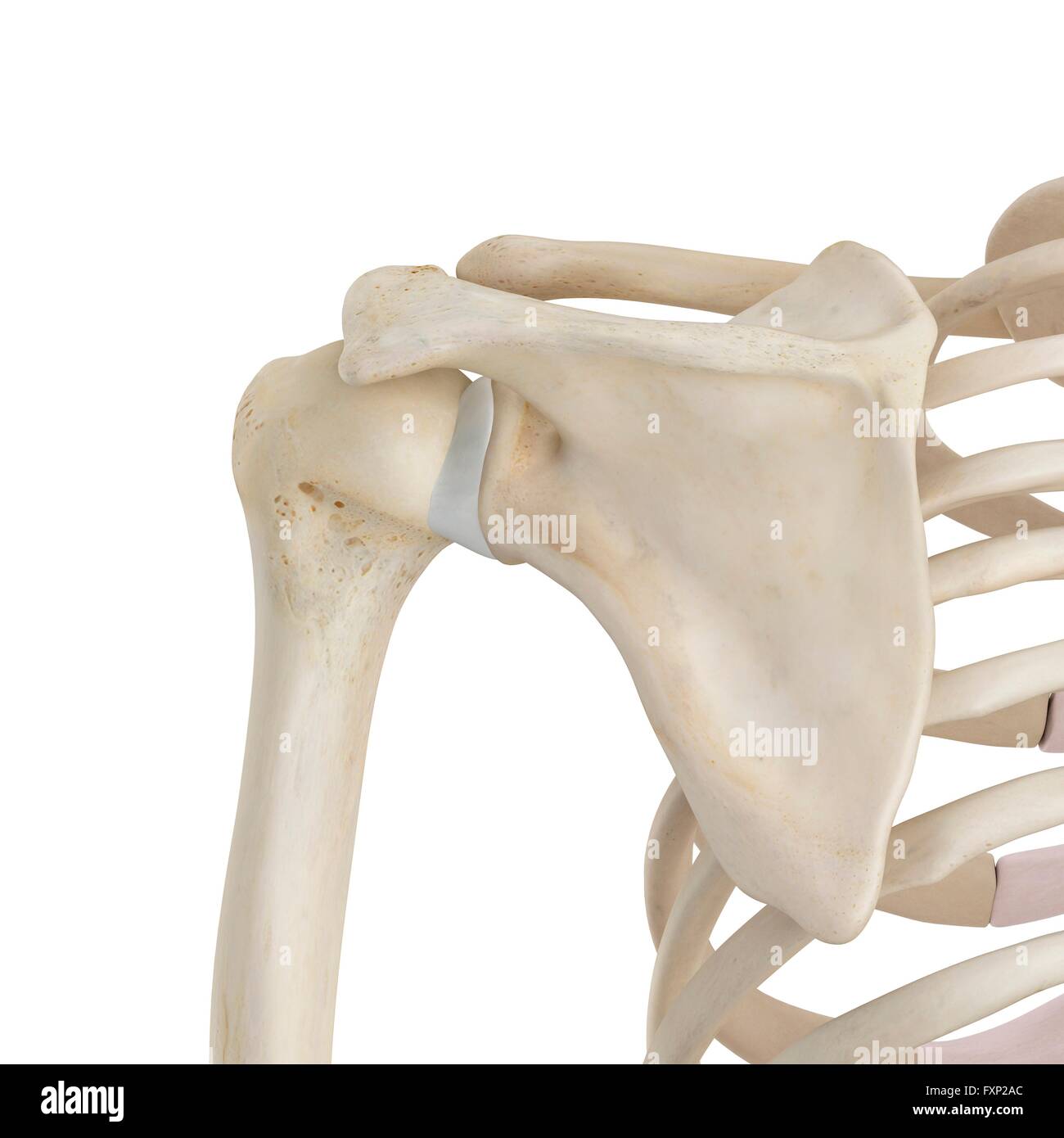 Spalla umana le ossa, illustrazione del computer. Foto Stock