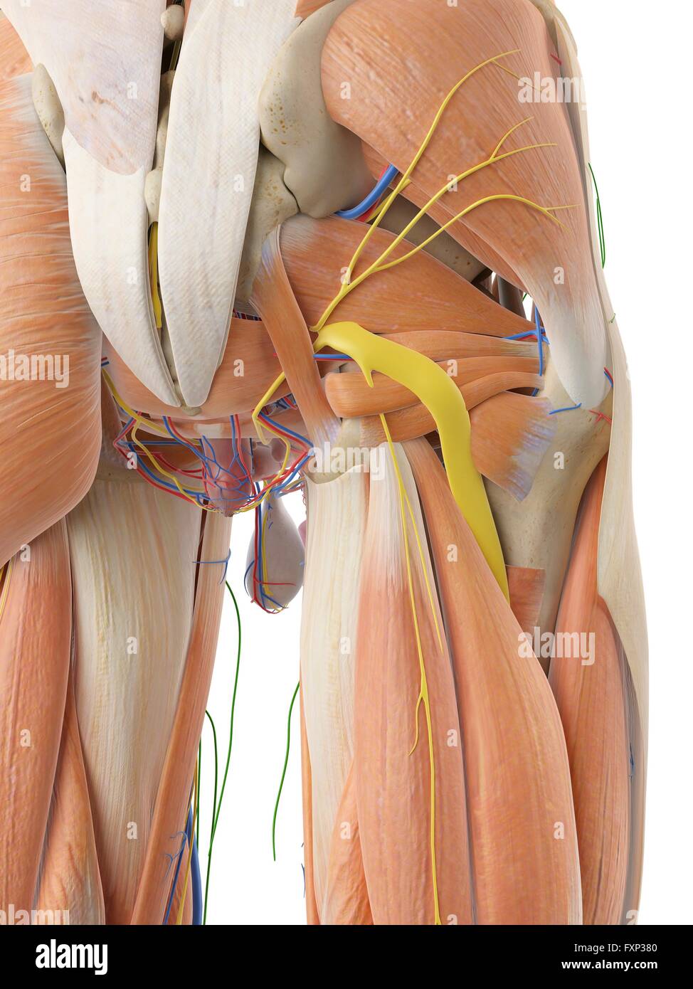 Anatomia umana della natica, illustrazione del computer. Foto Stock