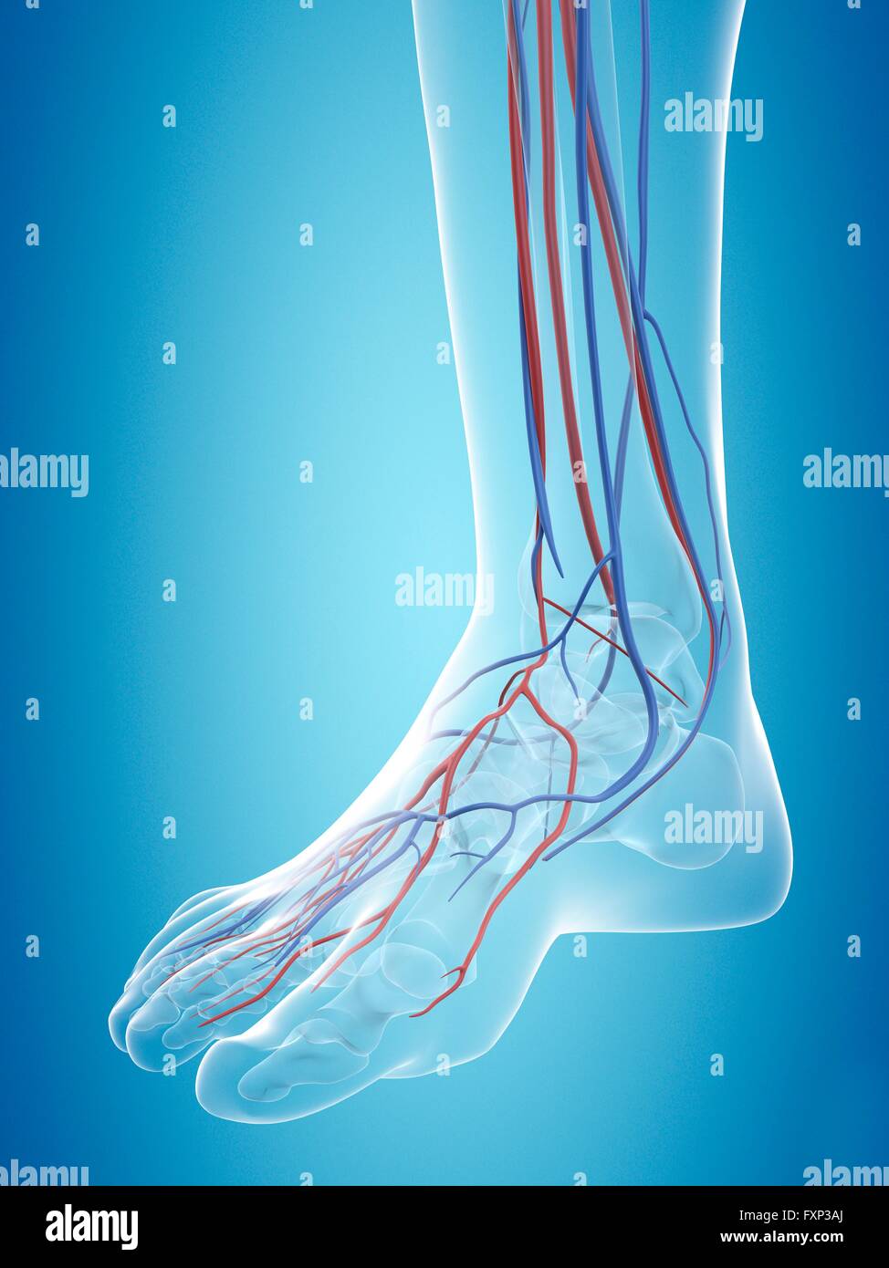 Sistema vascolare umano del piede, illustrazione del computer. Foto Stock