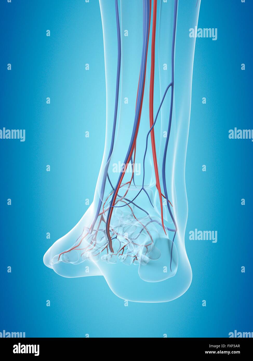 Sistema vascolare umano del piede, illustrazione del computer. Foto Stock
