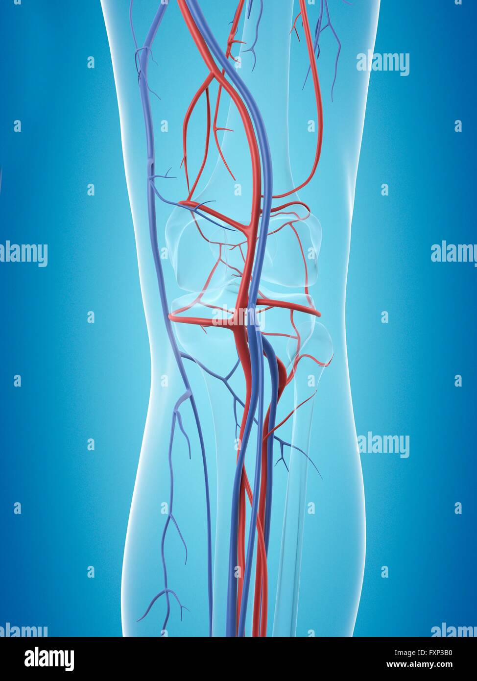 Sistema vascolare umano della gamba, illustrazione del computer. Foto Stock