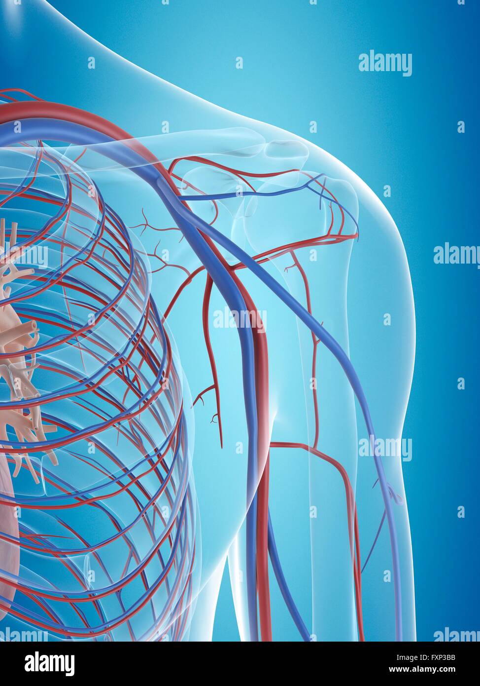 Sistema vascolare umano della spalla, illustrazione del computer. Foto Stock