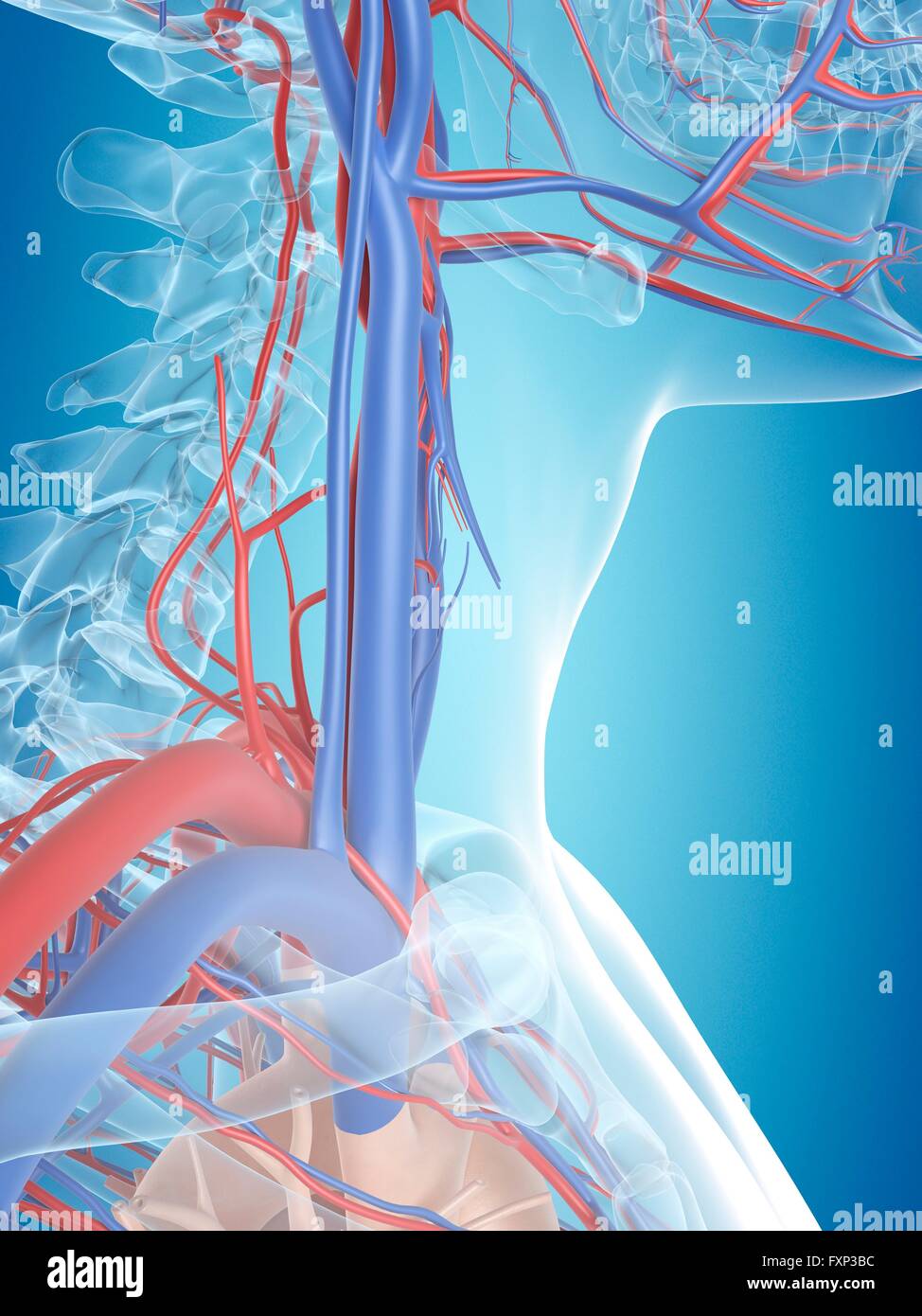 Sistema vascolare umano del collo, illustrazione del computer. Foto Stock