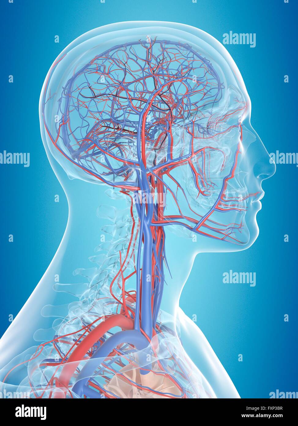Sistema vascolare umano della testa, illustrazione del computer. Foto Stock