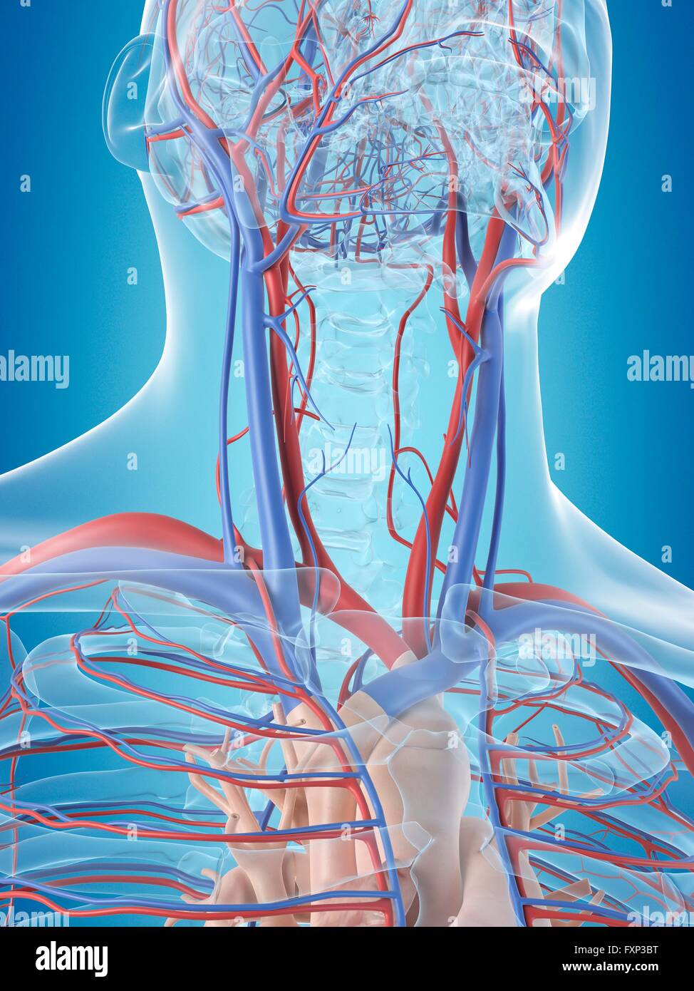 Sistema vascolare umano della testa, illustrazione del computer. Foto Stock