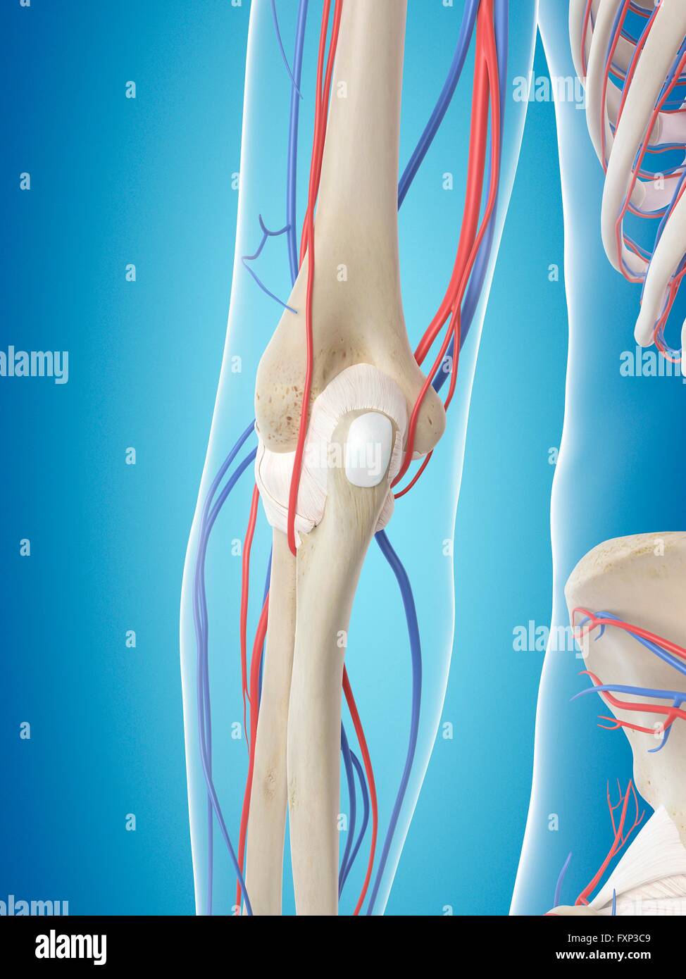 Sistema vascolare umano del braccio, illustrazione del computer. Foto Stock