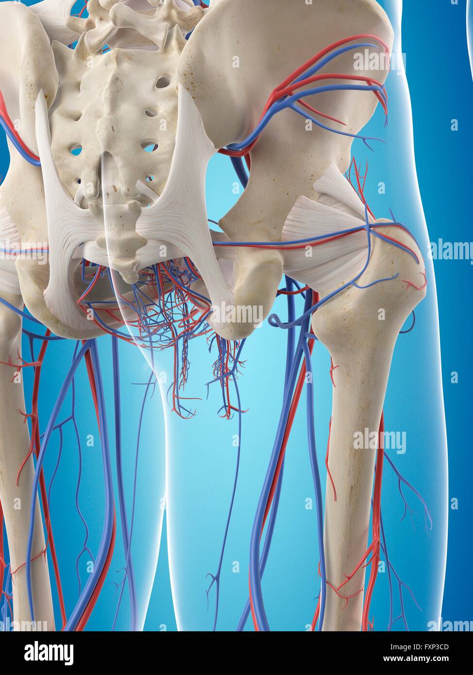 Sistema vascolare umano del bacino, illustrazione del computer. Foto Stock