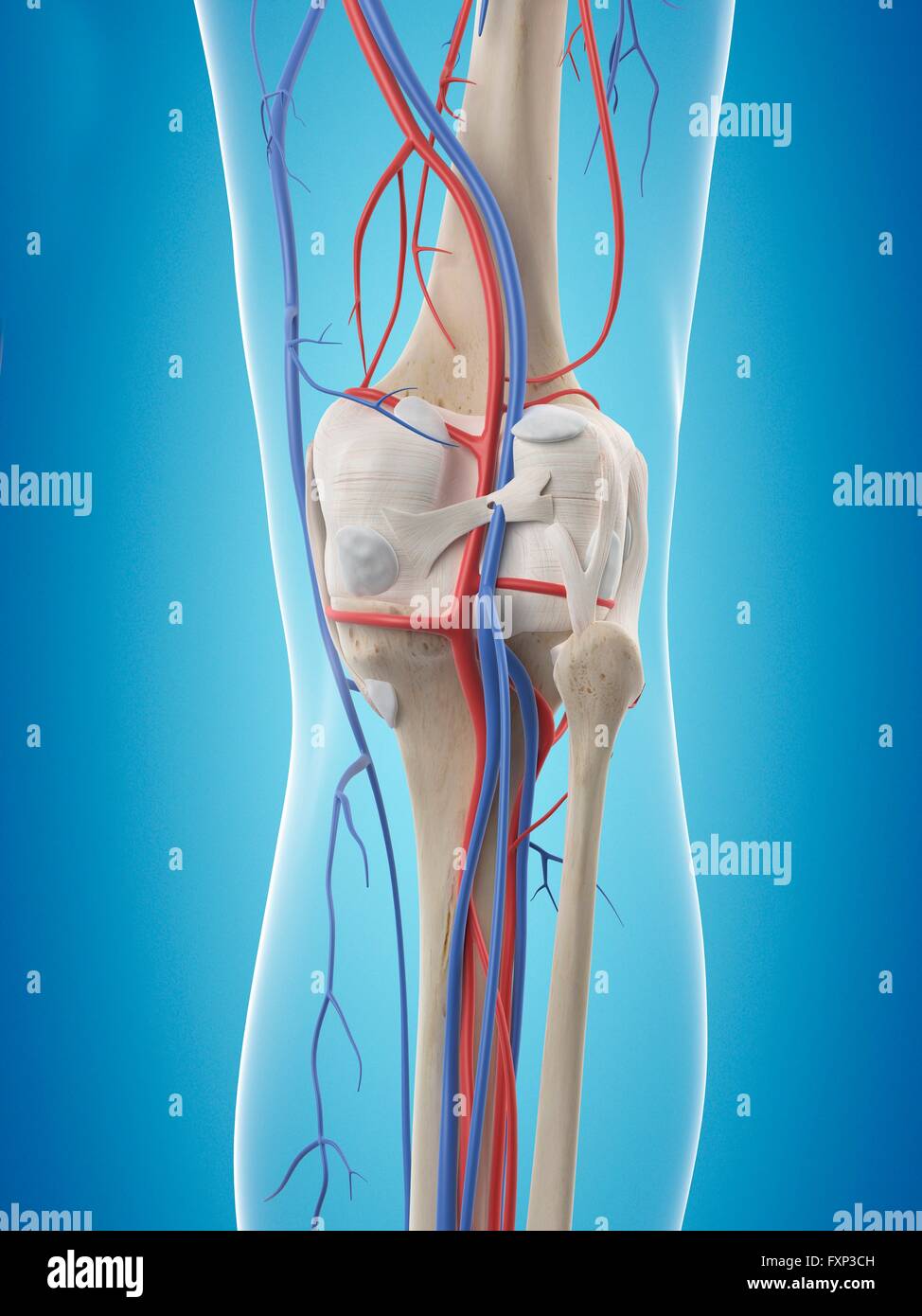 Sistema vascolare umano del ginocchio, illustrazione del computer. Foto Stock