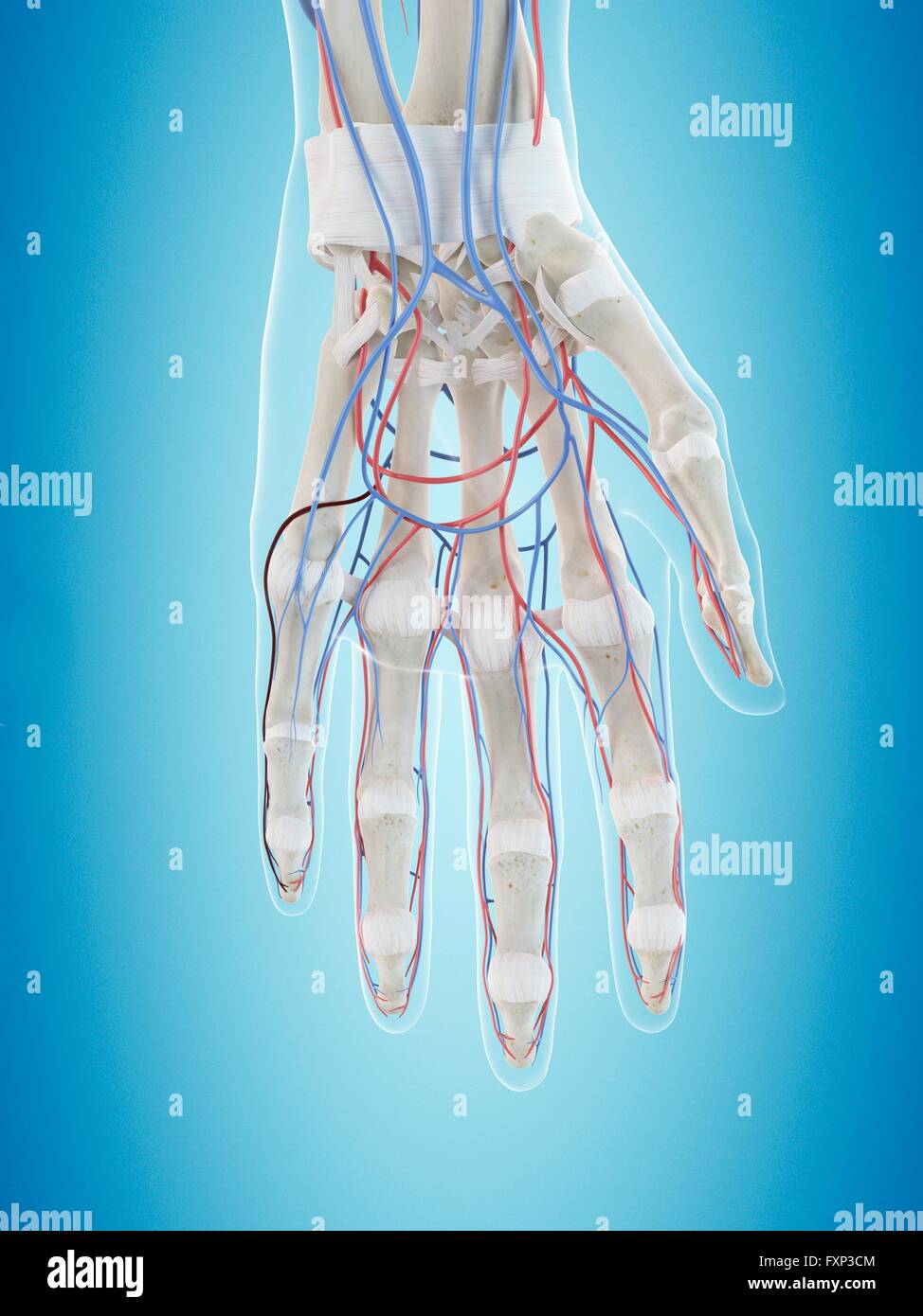 Sistema vascolare umano della mano, illustrazione del computer. Foto Stock