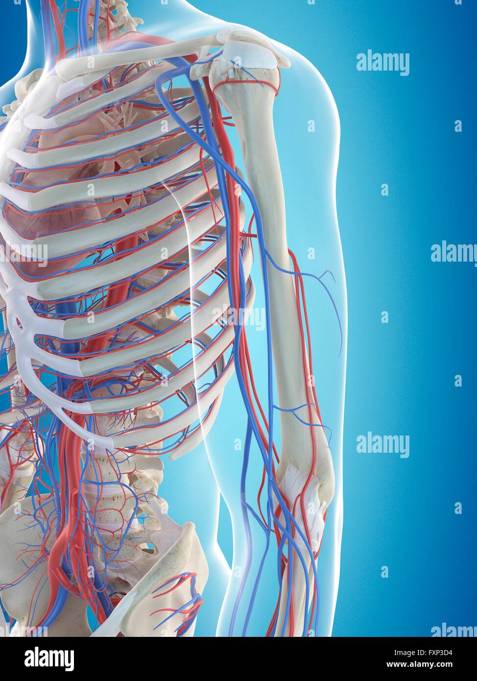 Sistema vascolare umano, illustrazione del computer. Foto Stock