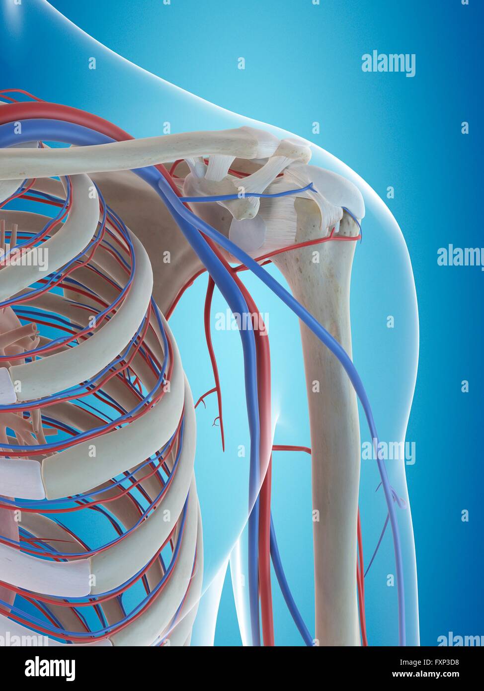 Sistema vascolare umano della spalla, illustrazione del computer. Foto Stock
