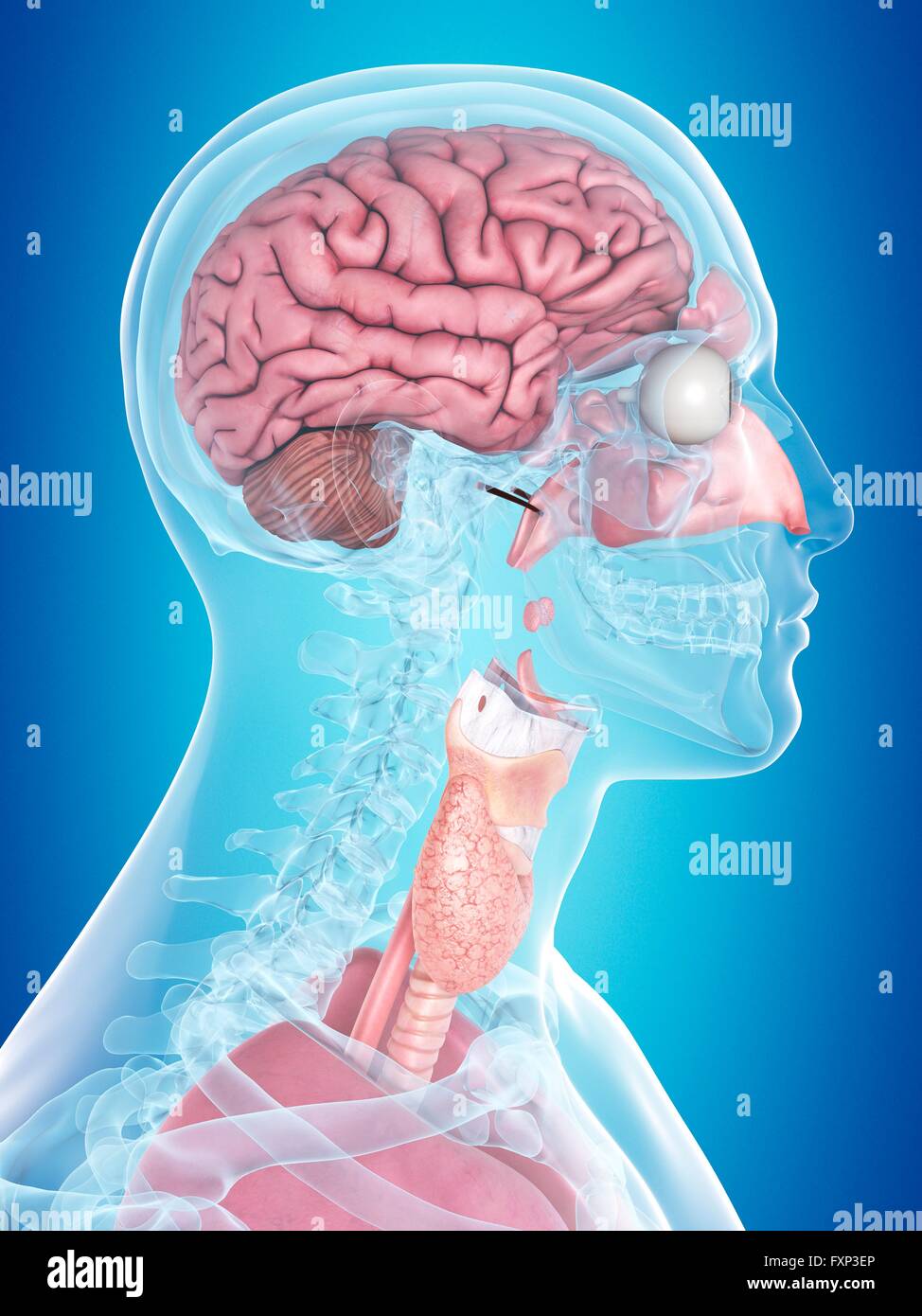 Umano degli organi interni, illustrazione del computer. Foto Stock