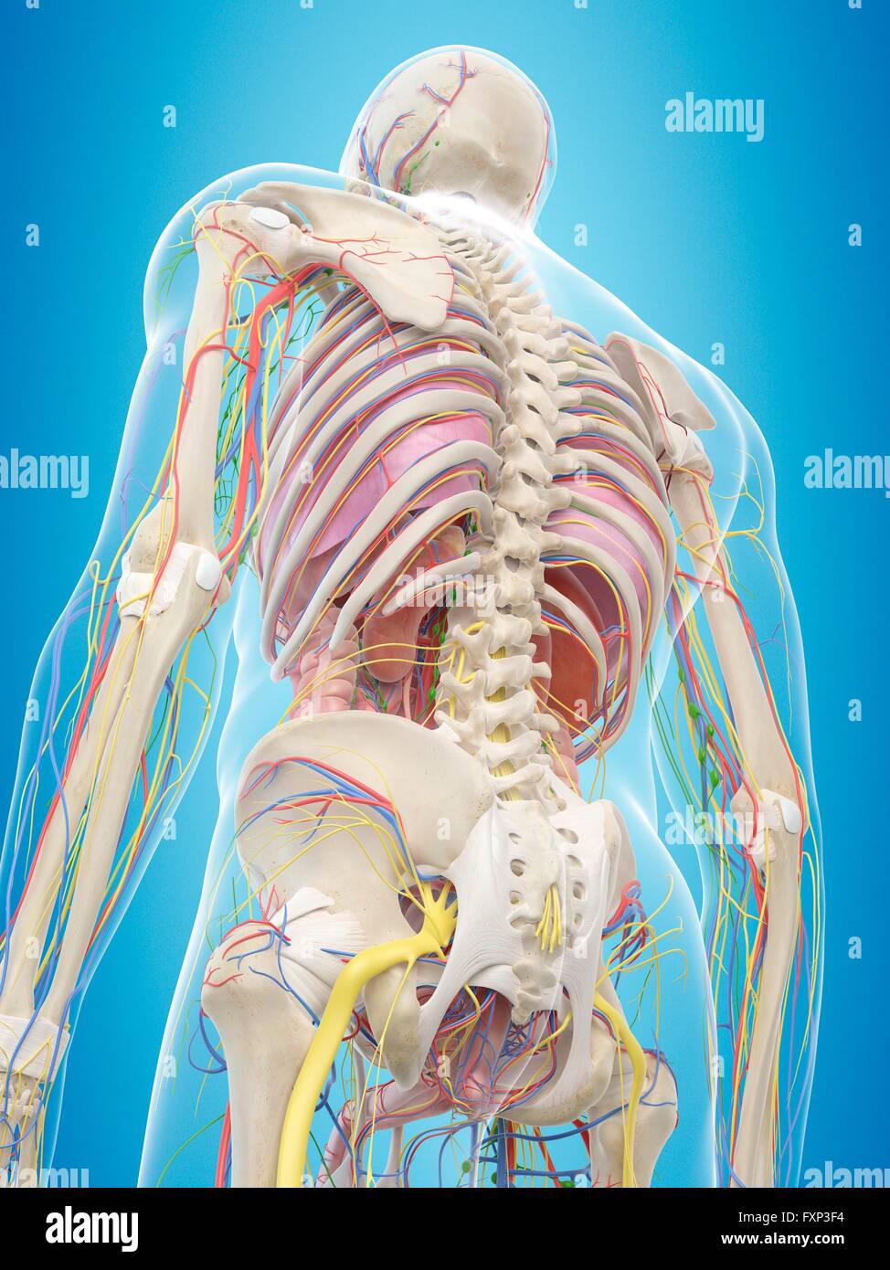 Torna umano anatomia, illustrazione del computer. Foto Stock