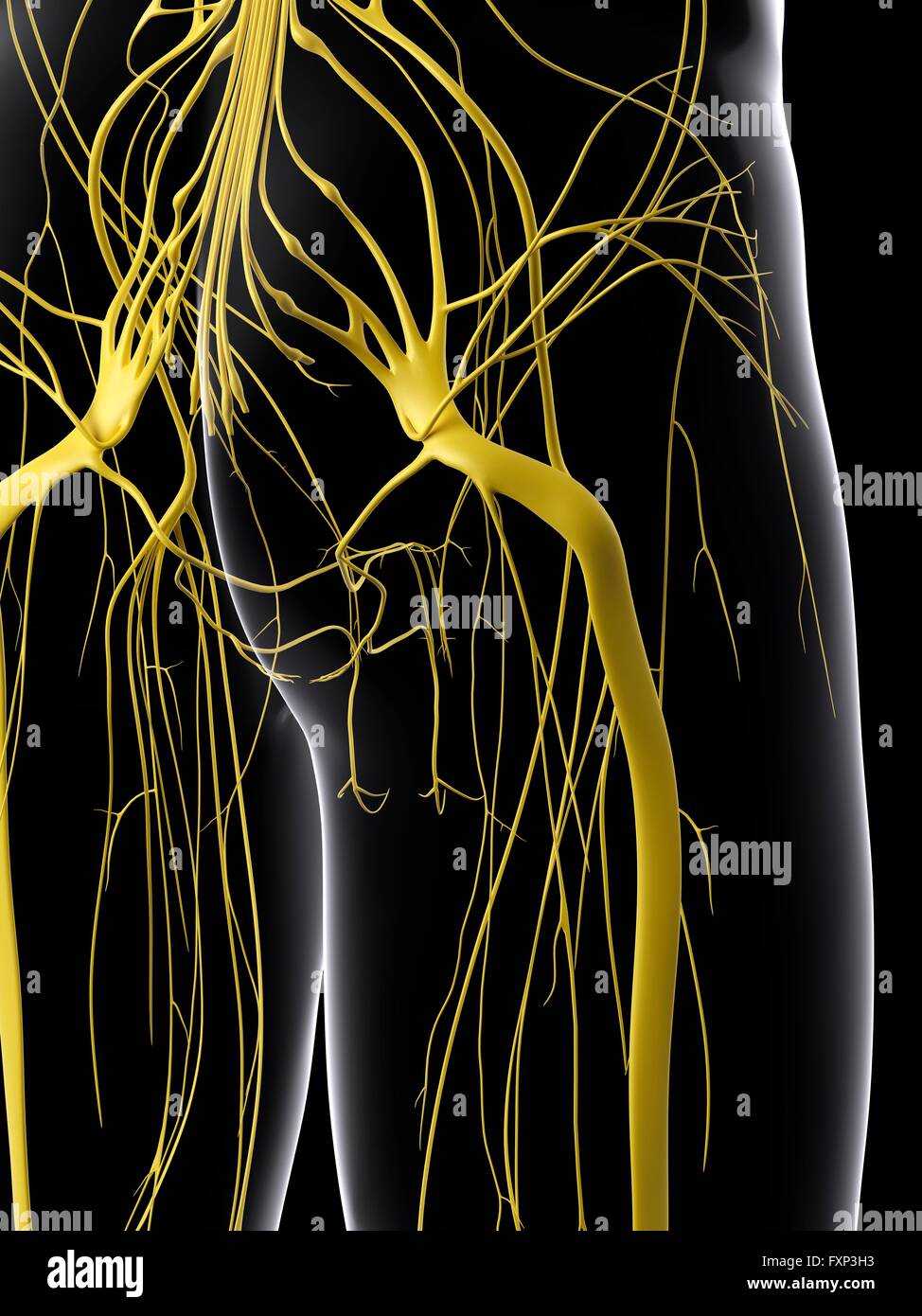 Sistema nervoso umano, illustrazione del computer. Foto Stock