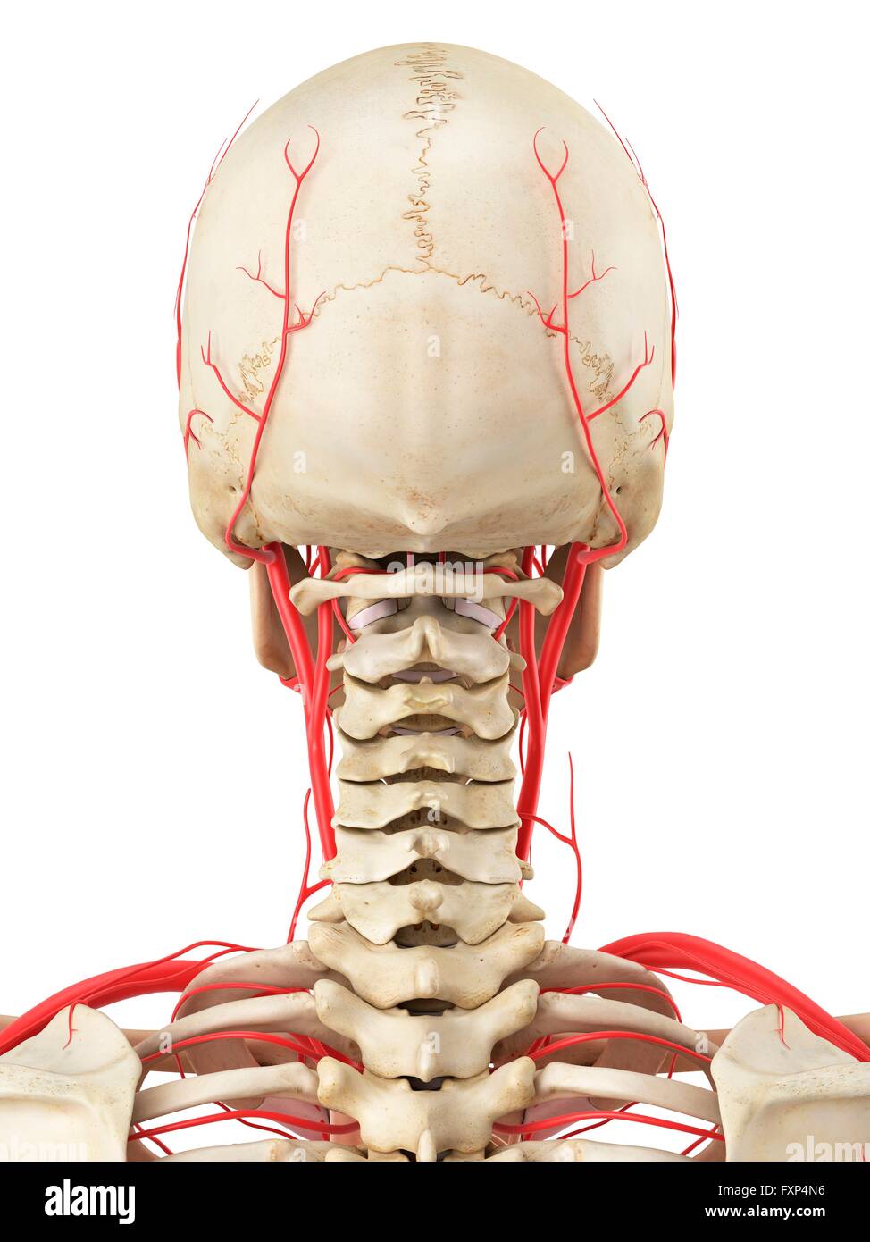 Sistema vascolare umano, illustrazione del computer. Foto Stock