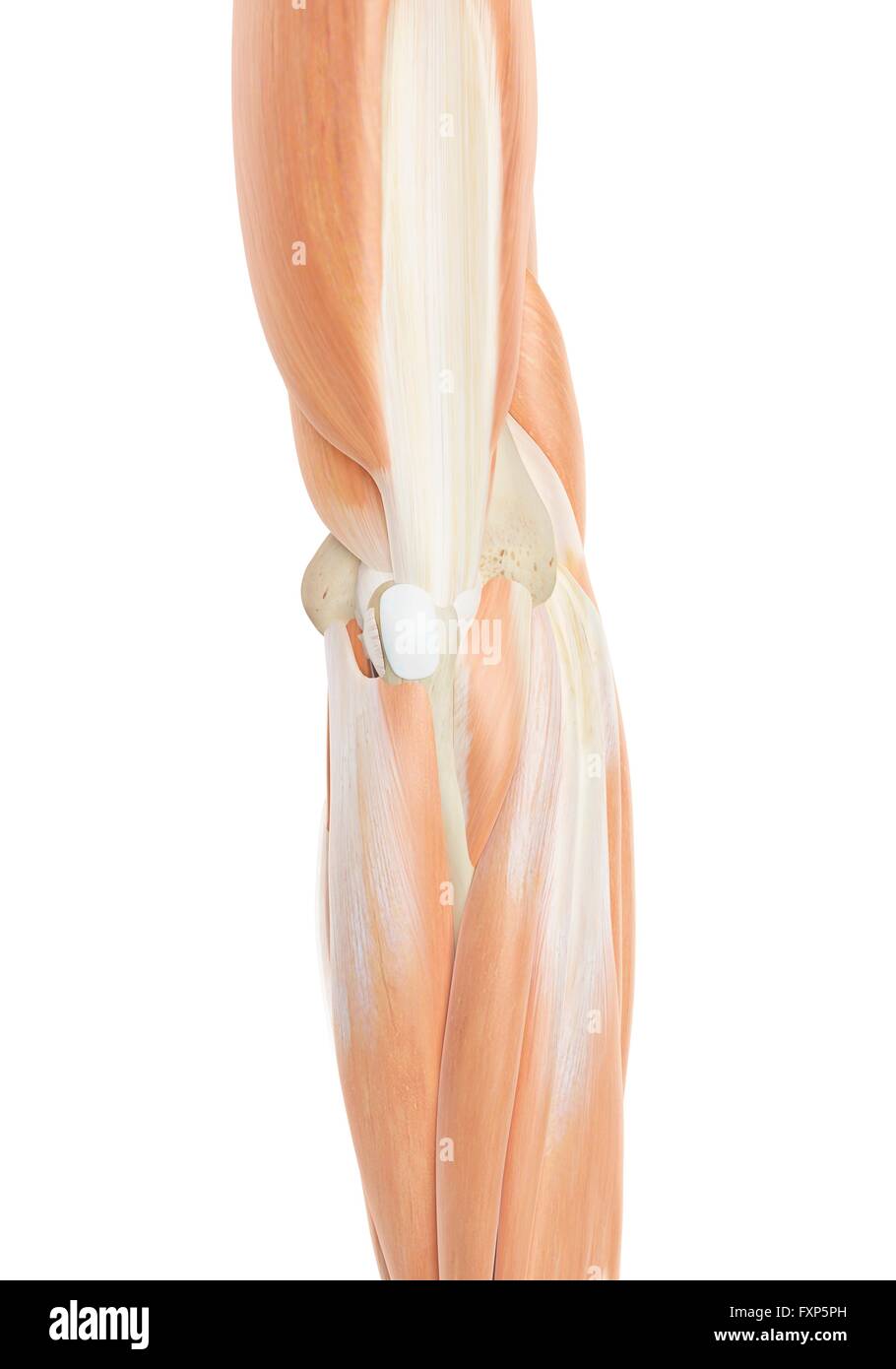 Braccio umano i muscoli, illustrazione del computer. Foto Stock