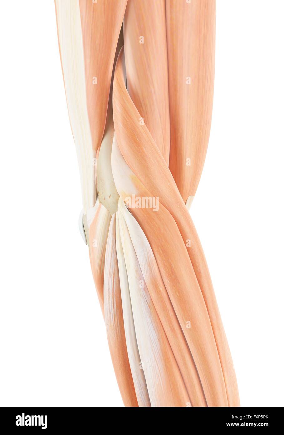 Braccio umano i muscoli, illustrazione del computer. Foto Stock