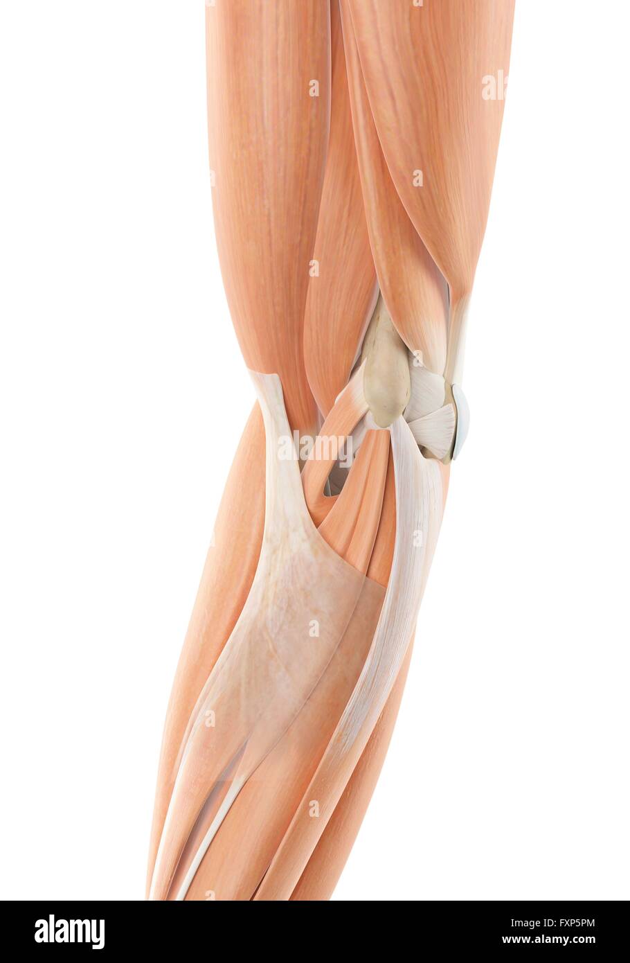 Braccio umano i muscoli, illustrazione del computer. Foto Stock