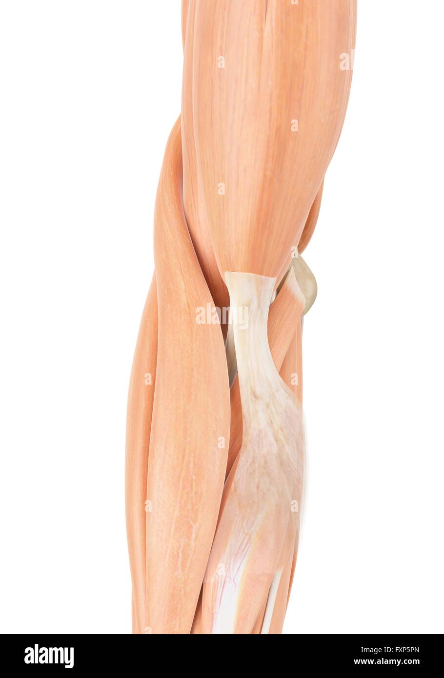 Braccio umano i muscoli, illustrazione del computer. Foto Stock