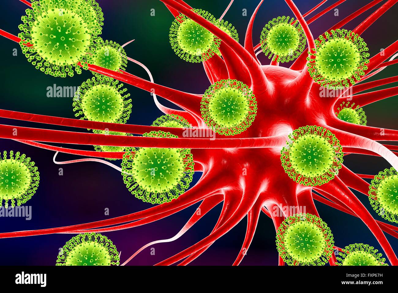 Zika virus di infettare i neuroni, illustrazione del computer. Questo è un RNA (acido ribonucleico) virus dalla famiglia Flaviviridae. Essa è trasmessa agli esseri umani attraverso il morso di un virus per Aedes sp. zanzara. Essa provoca febbre zika, una malattia lieve con sintomi inclusi rash, dolori articolari e congiuntivite. Il virus di Zika ha dimostrato di replicarsi in cellule nervose. Questo può portare a microcefalia (testina di piccole dimensioni) nei feti, che possono causare aborto spontaneo o morte subito dopo la nascita o portare a ritardi di sviluppo e disturbi. Nei bambini e negli adulti può portare alla sindrome di Guillain-Barre, che provoca Foto Stock