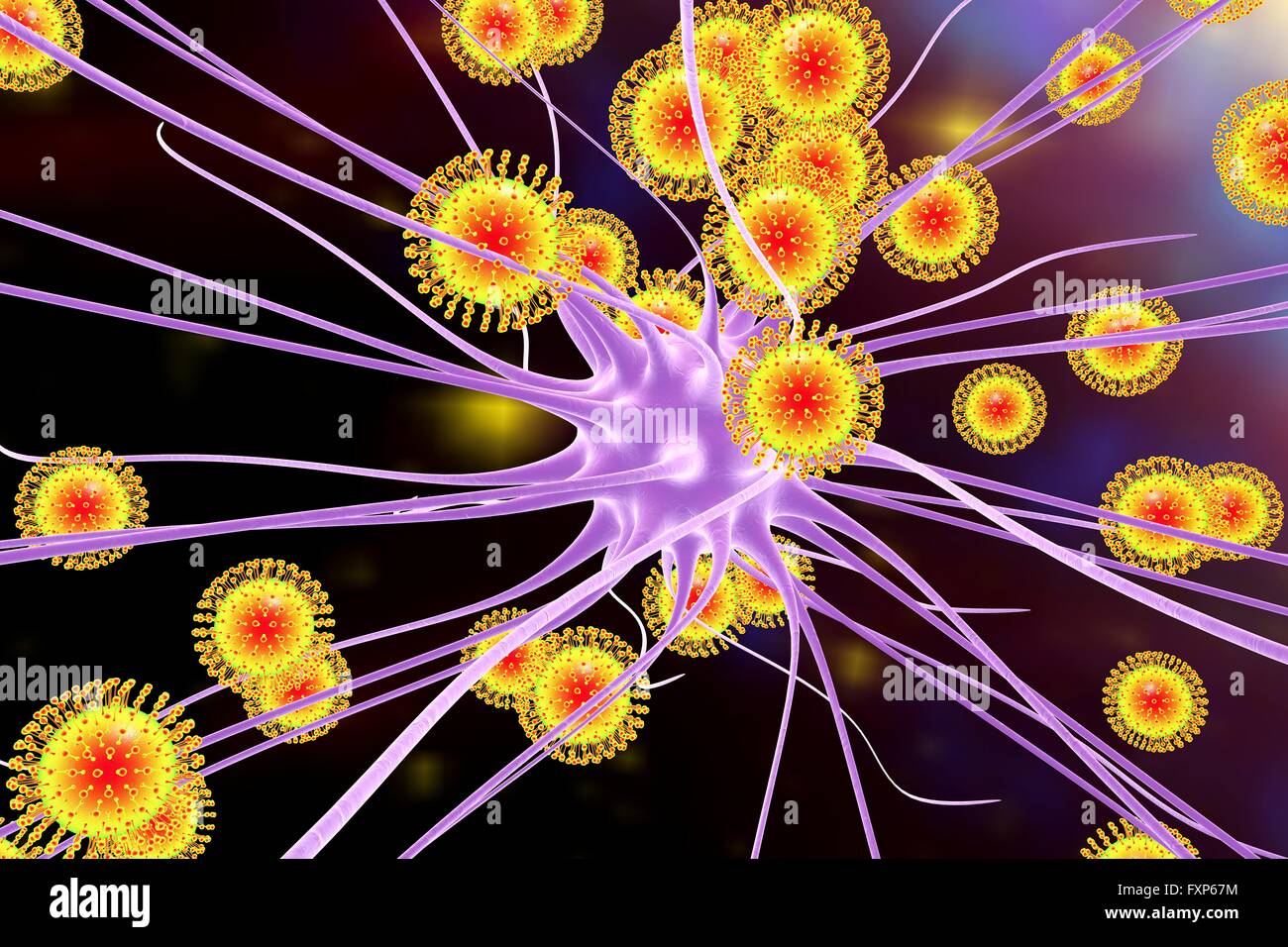 Zika virus di infettare i neuroni, illustrazione del computer. Questo è un RNA (acido ribonucleico) virus dalla famiglia Flaviviridae. Essa è trasmessa agli esseri umani attraverso il morso di un virus per Aedes sp. zanzara. Essa provoca febbre zika, una malattia lieve con sintomi inclusi rash, dolori articolari e congiuntivite. Il virus di Zika ha dimostrato di replicarsi in cellule nervose. Questo può portare a microcefalia (testina di piccole dimensioni) nei feti, che possono causare aborto spontaneo o morte subito dopo la nascita o portare a ritardi di sviluppo e disturbi. Nei bambini e negli adulti può portare alla sindrome di Guillain-Barre, che provoca Foto Stock
