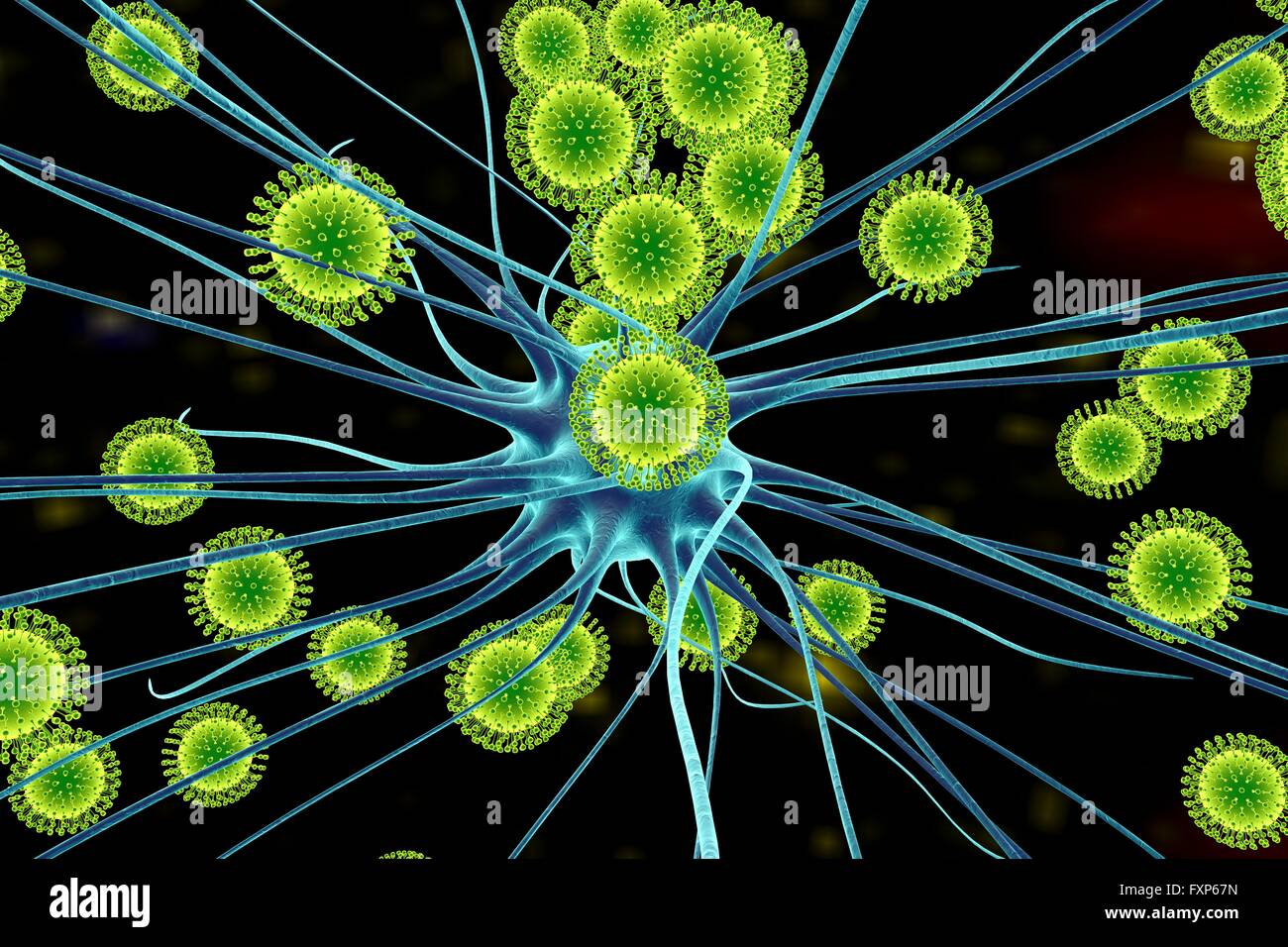 Zika virus di infettare i neuroni, illustrazione del computer. Questo è un RNA (acido ribonucleico) virus dalla famiglia Flaviviridae. Essa è trasmessa agli esseri umani attraverso il morso di un virus per Aedes sp. zanzara. Essa provoca febbre zika, una malattia lieve con sintomi inclusi rash, dolori articolari e congiuntivite. Il virus di Zika ha dimostrato di replicarsi in cellule nervose. Questo può portare a microcefalia (testina di piccole dimensioni) nei feti, che possono causare aborto spontaneo o morte subito dopo la nascita o portare a ritardi di sviluppo e disturbi. Nei bambini e negli adulti può portare alla sindrome di Guillain-Barre, che provoca Foto Stock