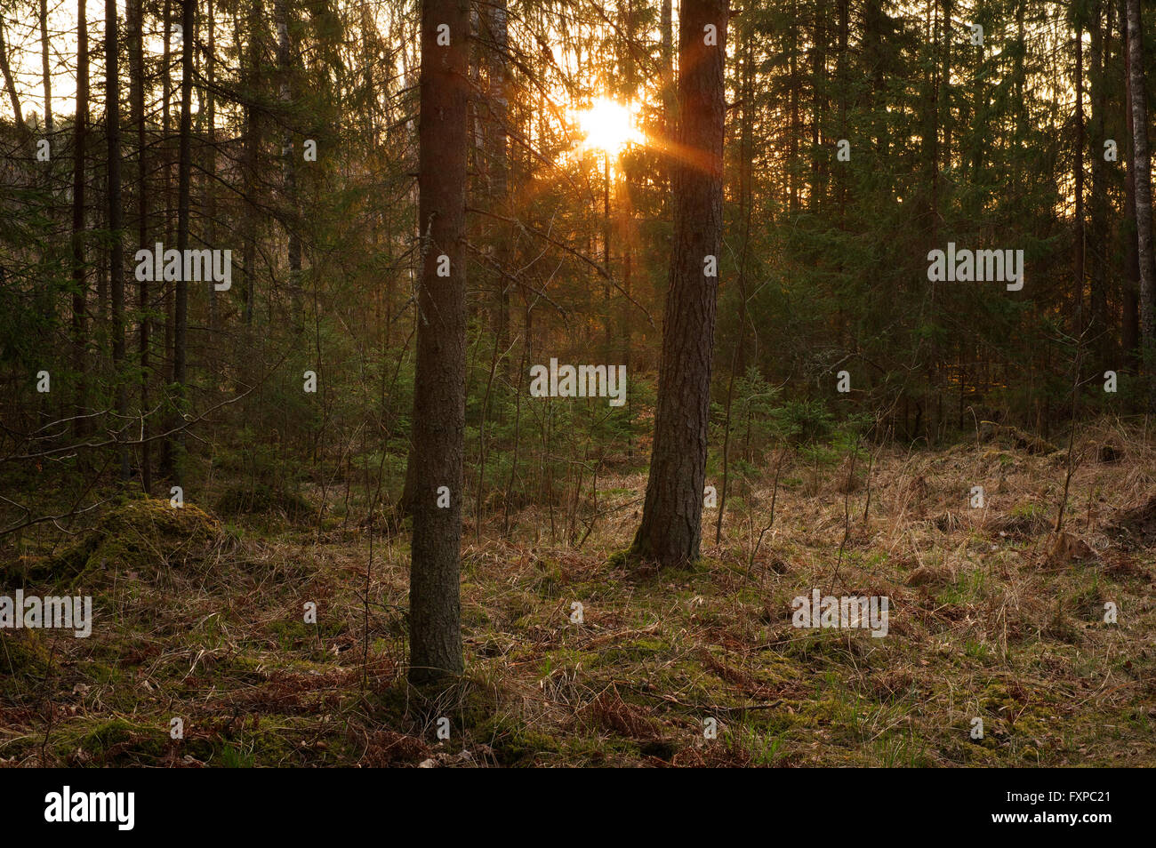 La mattina presto. Keeri-Karijärve Riserva Naturale. Paesaggio forestale. 17 aprile 2016 l'Estonia Foto Stock