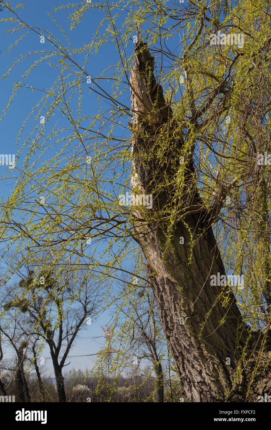 Tronco di rottura di un vecchio albero con rami di nuovo in primavera.  Azzurro cielo Foto stock - Alamy