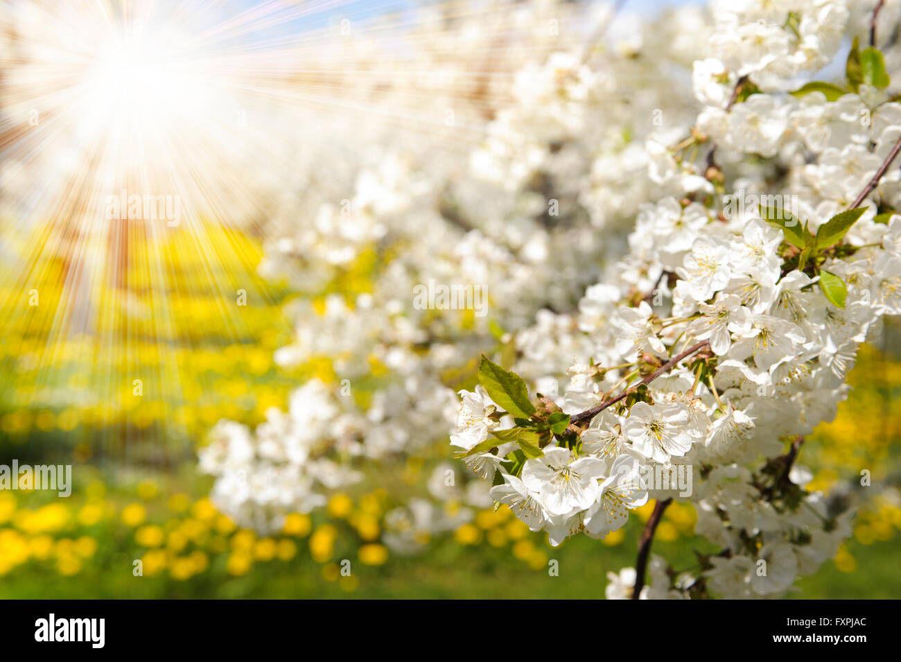 Raggi di sole a fioritura di melo Foto Stock