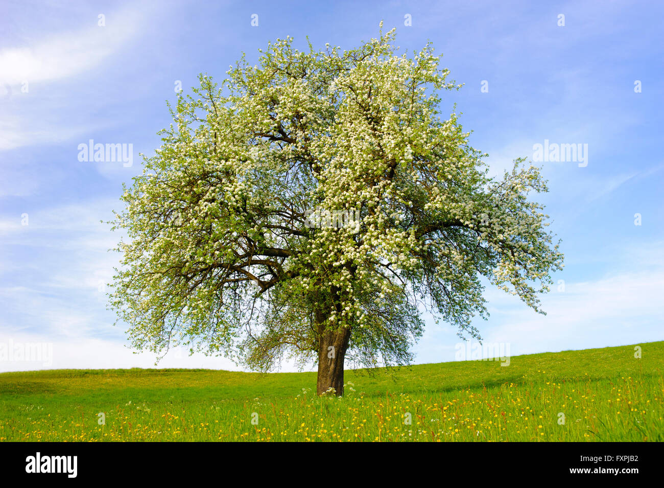 Unico grande albero della mela fioritura in primavera Foto Stock