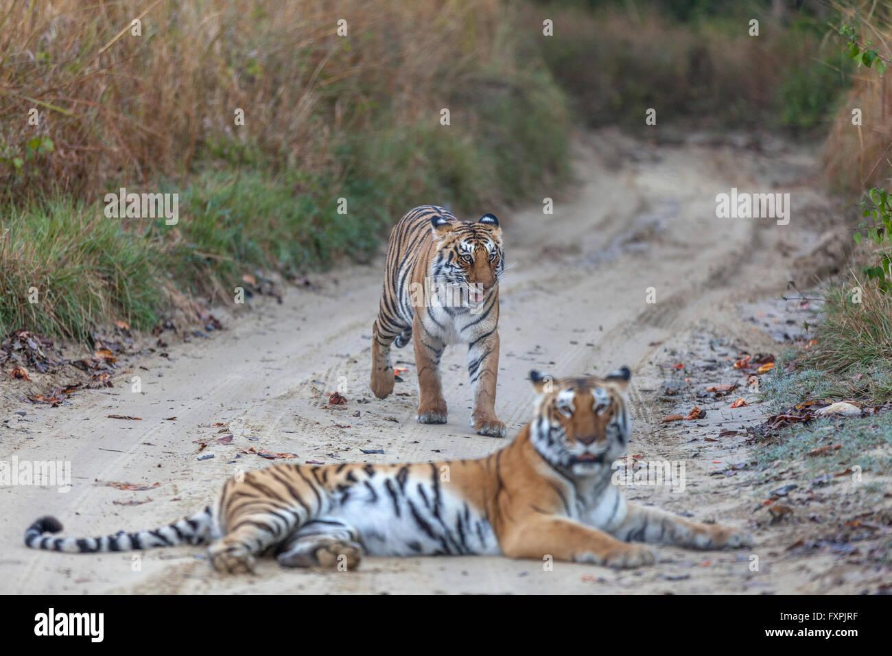 Bijrani tigre e il suo giovane uno sulla giungla via a Jim Corbett National Park, India. ( Panthera Tigris ) Foto Stock