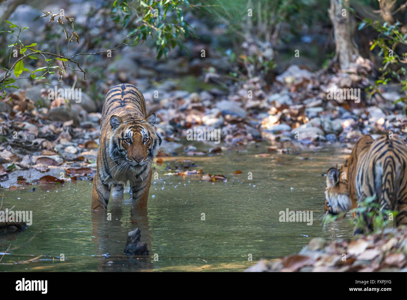 Sub adulti le tigri del Bengala a Jim Corbett National Park, India. ( Panthera Tigris ) Foto Stock
