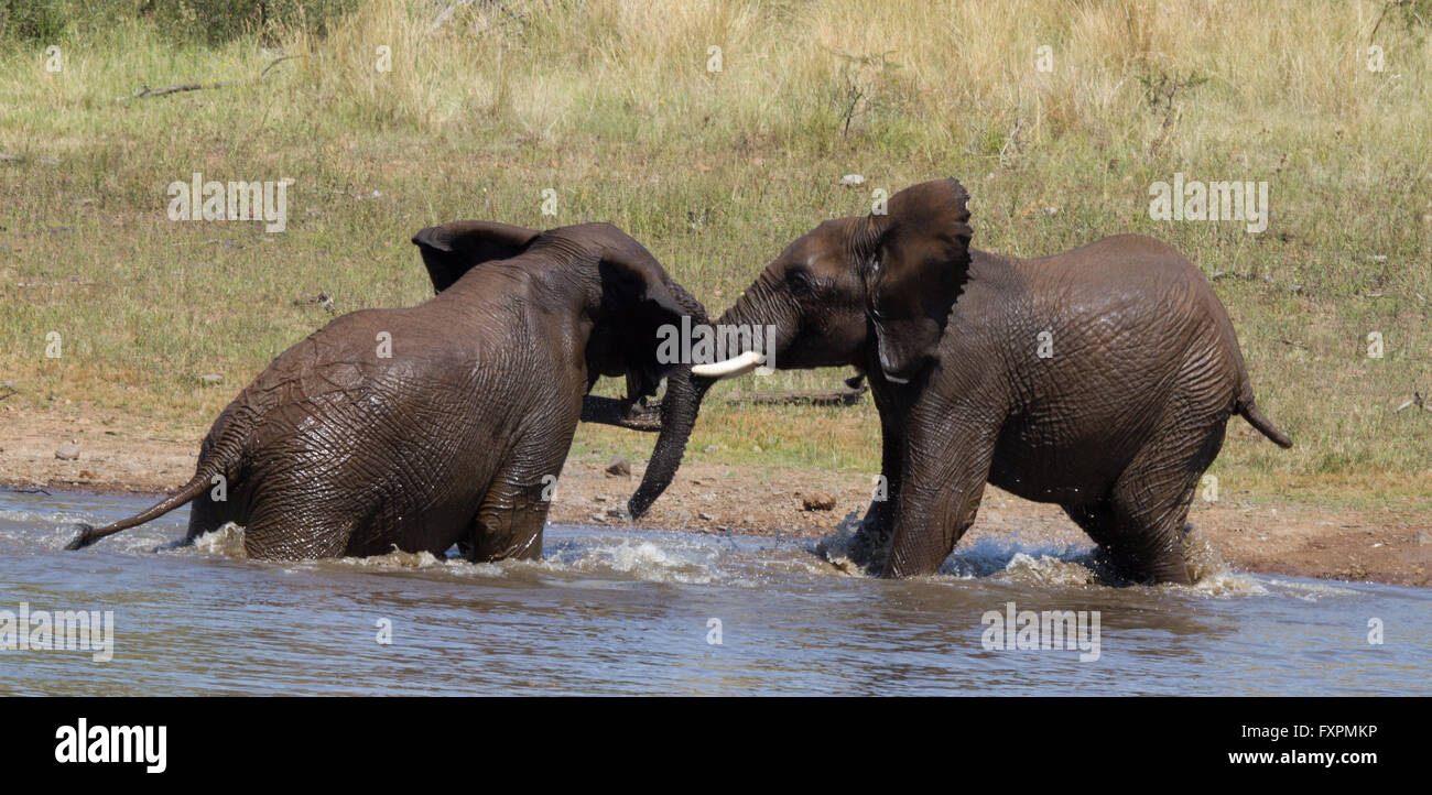 Giovani elefanti wrestling Pilanesberg game reserve Foto Stock