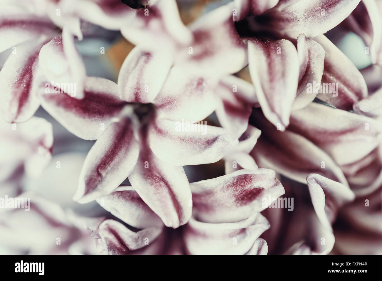 Comune Giardino olandese Giacinto (Hyacinthus orientalis) Close Up Foto Stock