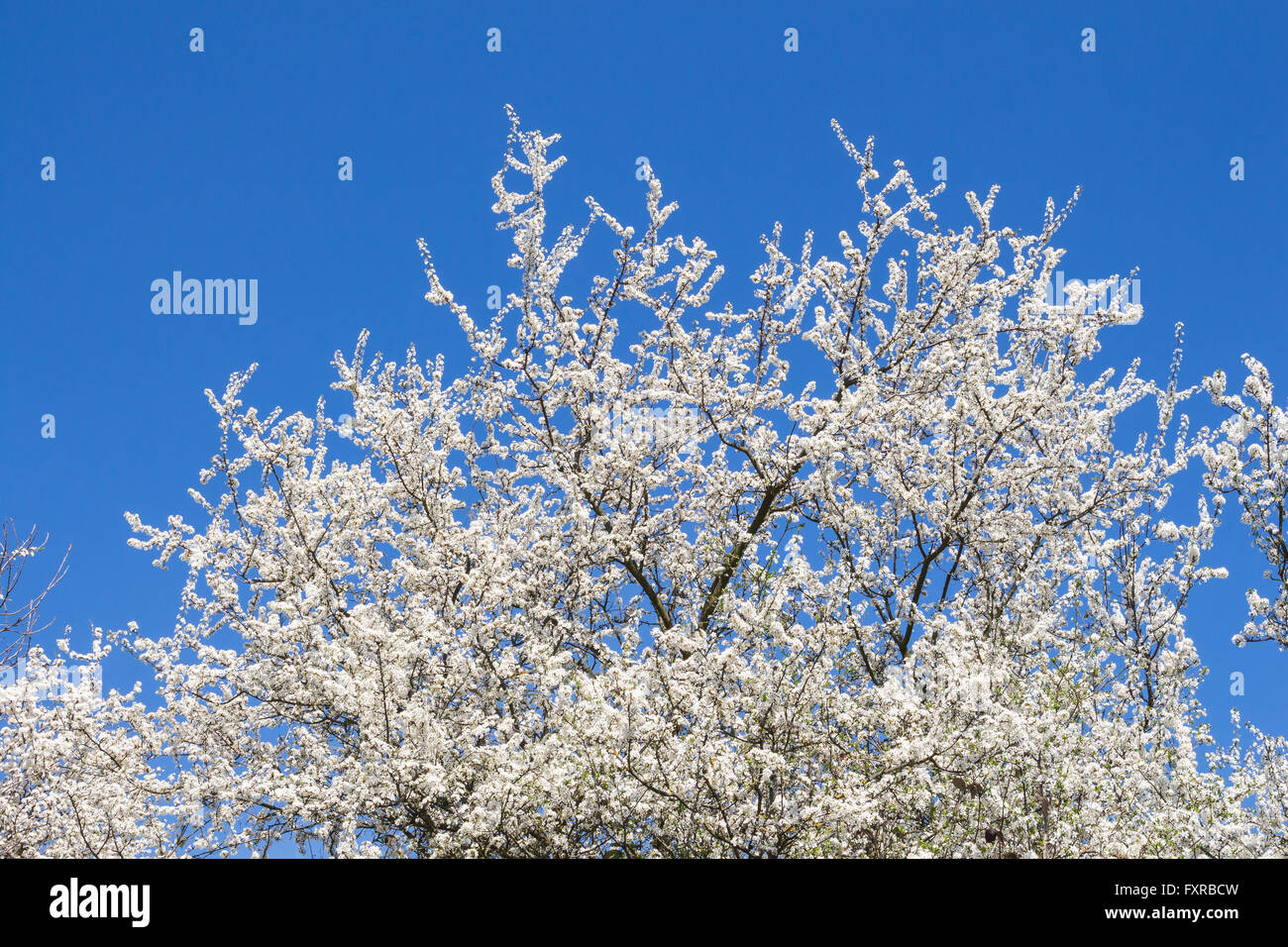 Corona della fioritura frutti selvatici di albero in primavera. Bianco Fiori di piccole dimensioni e luminoso cielo blu senza una nuvola. Foto Stock
