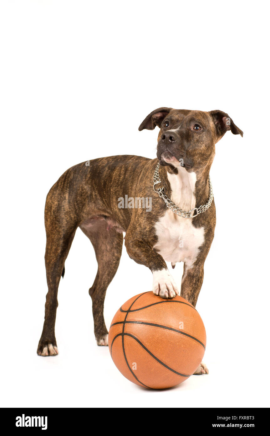 Pit bull terrier isolato su bianco in piedi con la palla da basket Foto Stock