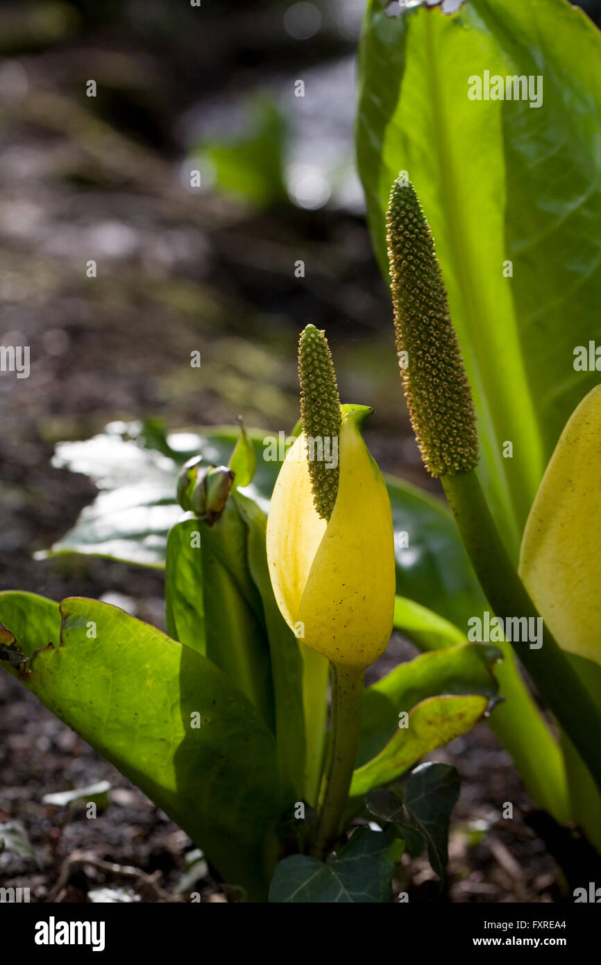 Lysichiton americanus. Western Skunk cavolo in un giardino inglese. Foto Stock