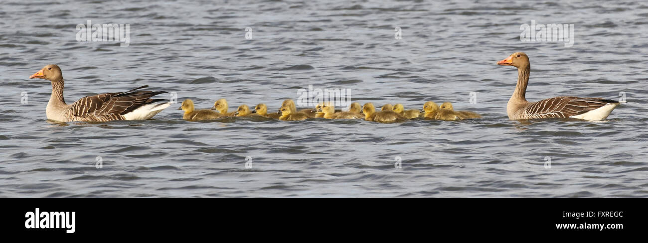 Una famiglia di oche graylag con 14 goslings nuotare sotto la luce diretta del sole Foto Stock