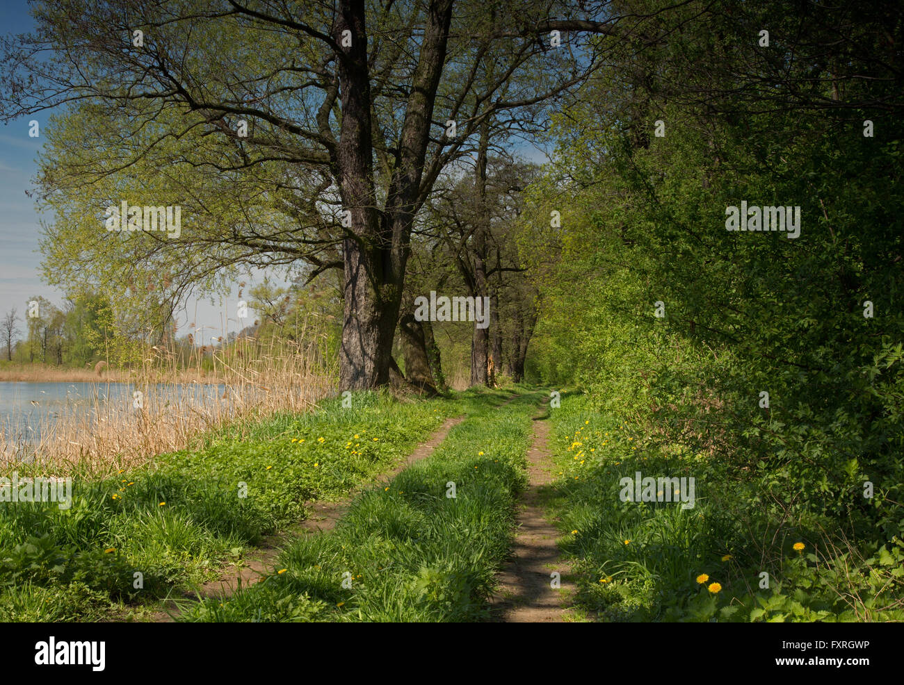 La polonia,strada dal laghetto con verde erba, cespugli ed alberi secolari inearly molla in aprile,Raszyn stagni Riserva naturale nei pressi di Varsavia. Foto Stock
