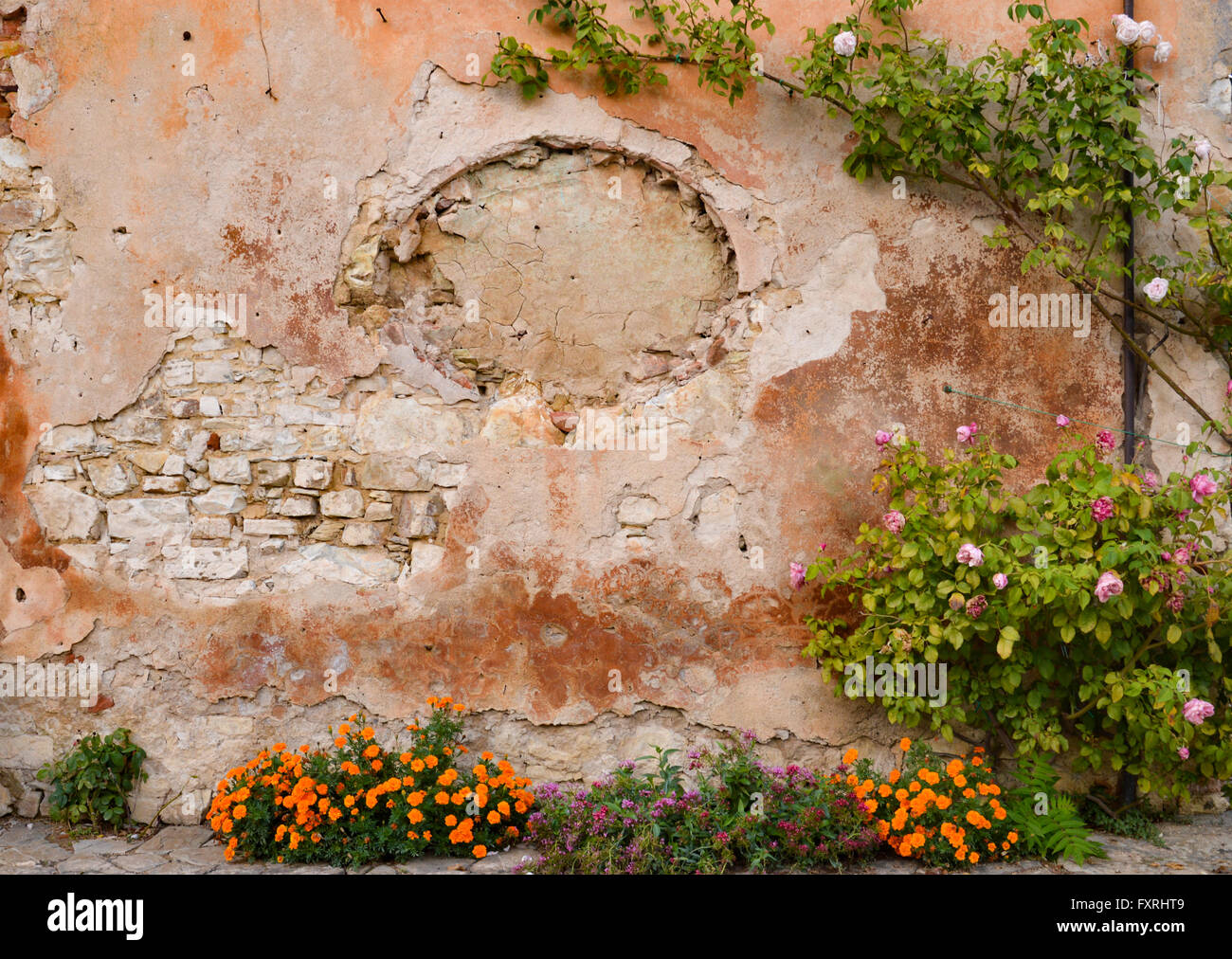 Fiori decorare una parete in toscana Foto Stock