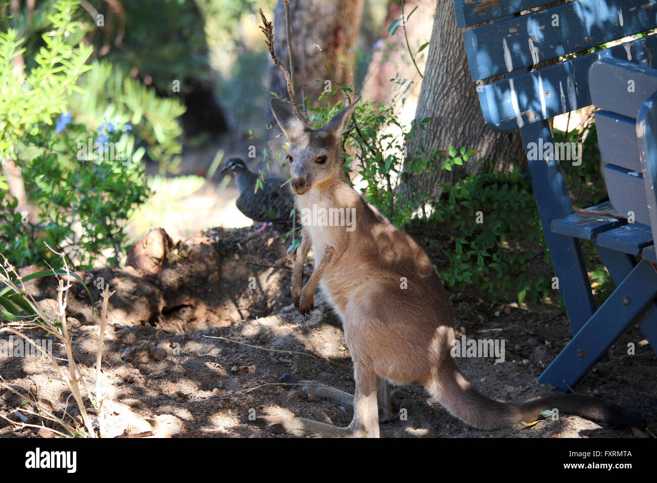 Una lunghezza intera di una joey in un giardino da un albero con un piccione in background Foto Stock